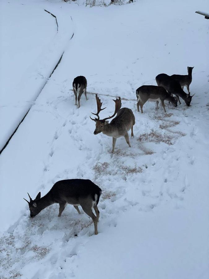 Arciau Gamtos Anyksciai Villa Kurkliai Eksteriør bilde