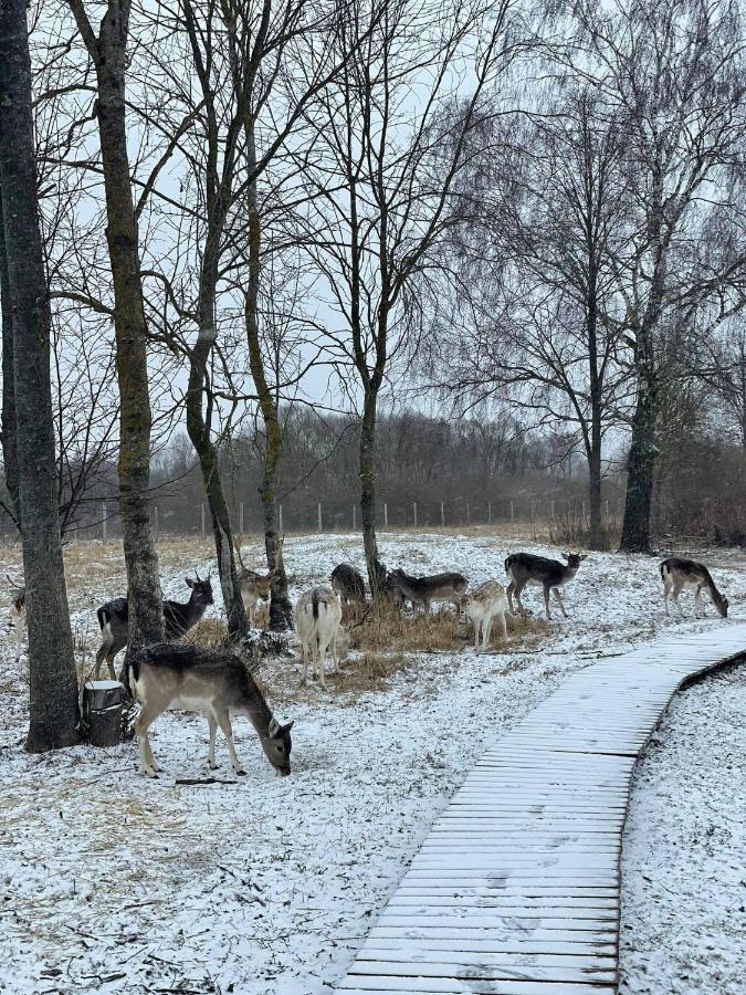 Arciau Gamtos Anyksciai Villa Kurkliai Eksteriør bilde